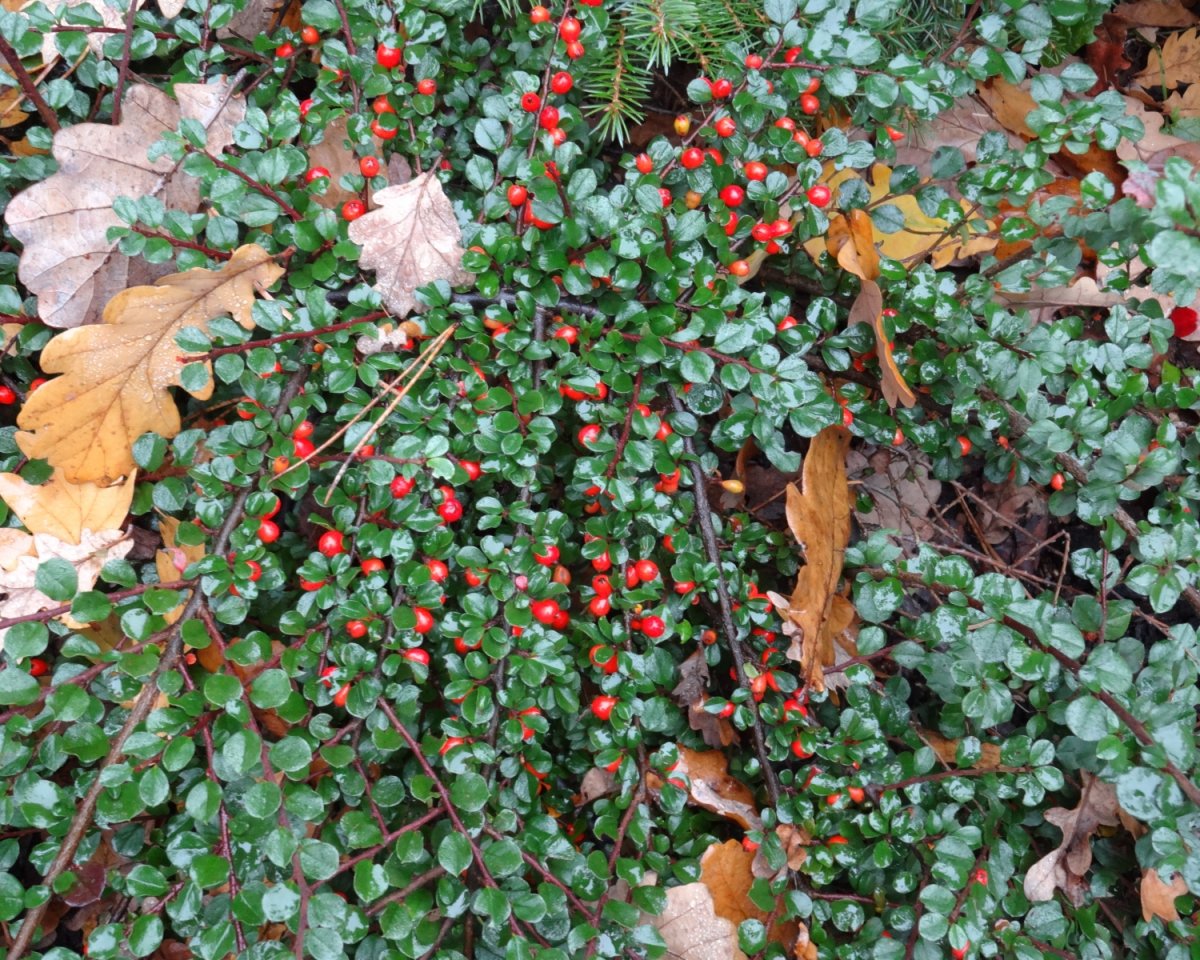Кизильник горизонтальный (Cotoneaster horizontalis)