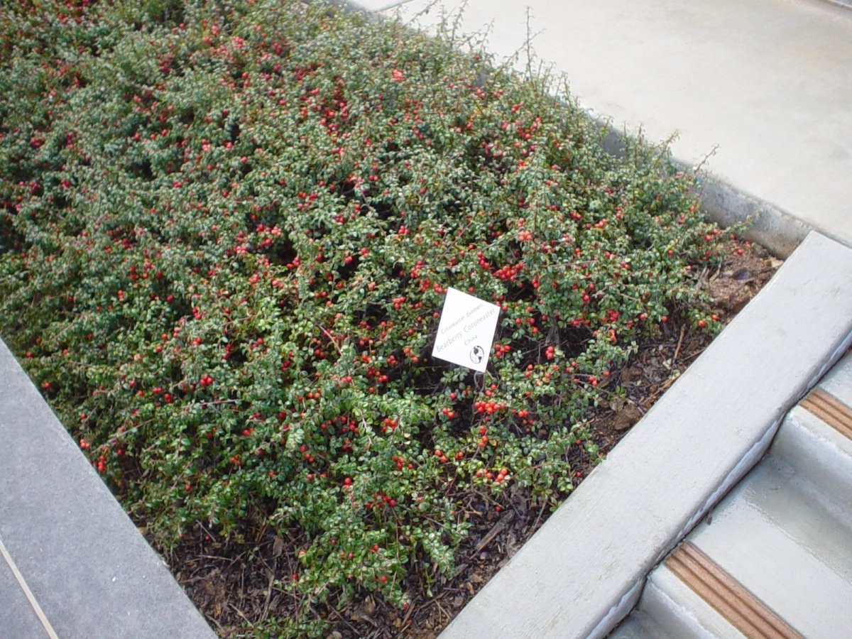 Кизильник Стрейбс