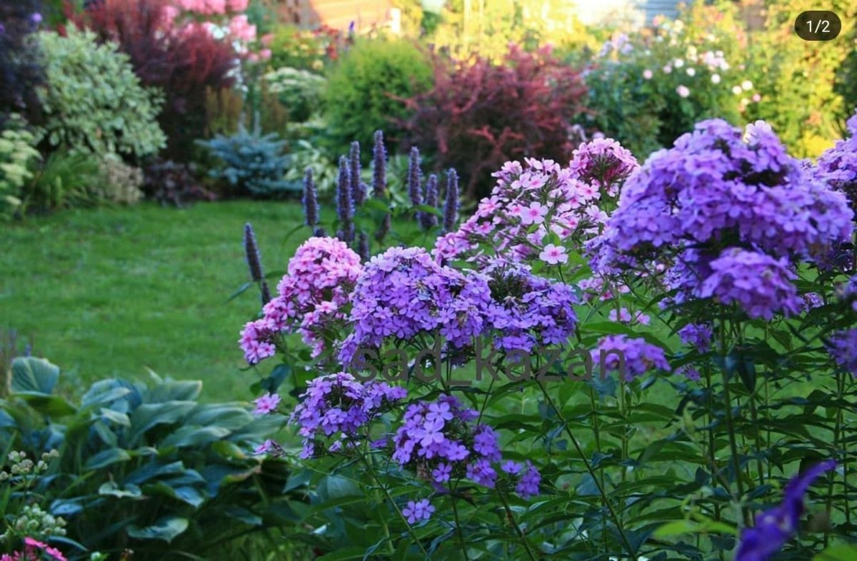 Флокс метельчатый в цветнике