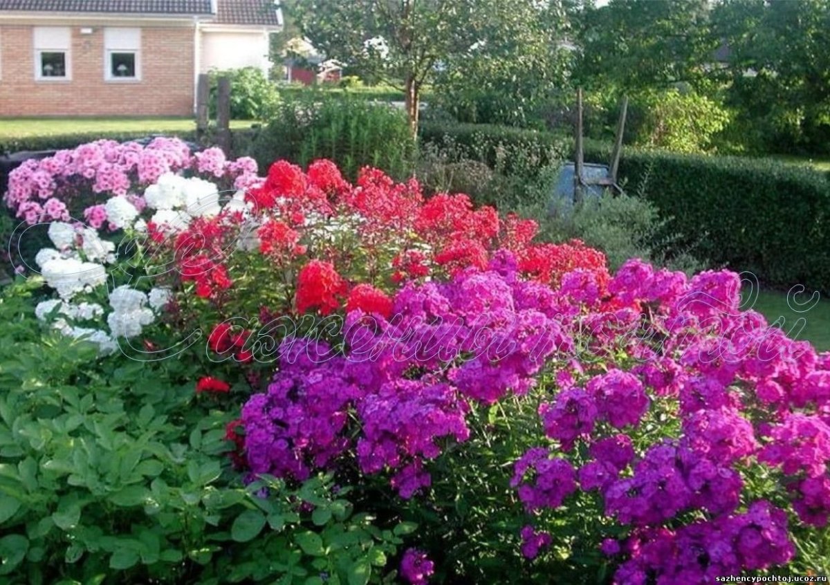 Флокс метельчатый на клумбе