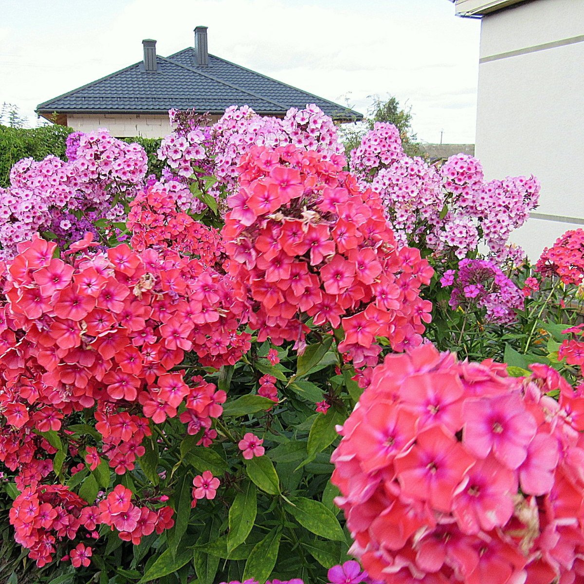 Флокс метельчатый 'Флоксана'