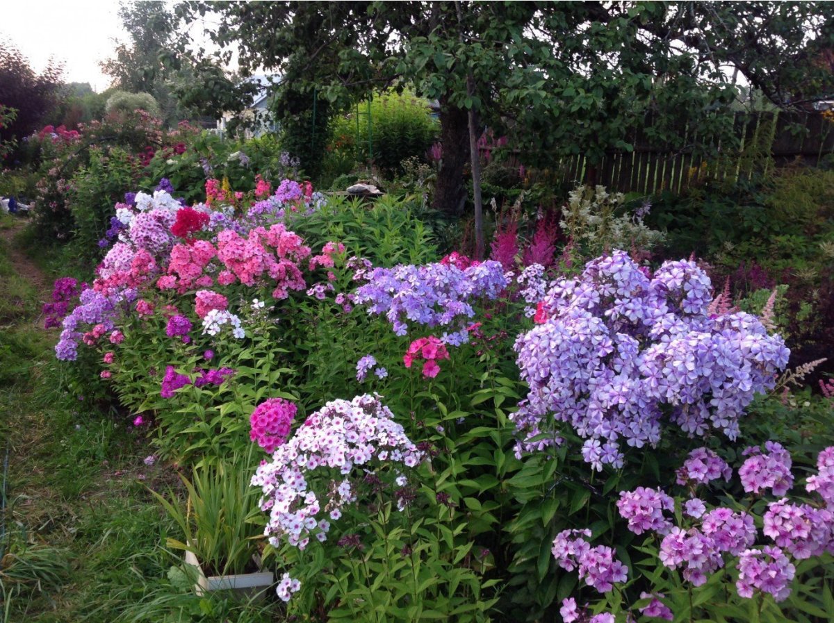 Флокс метельчатый на клумбе