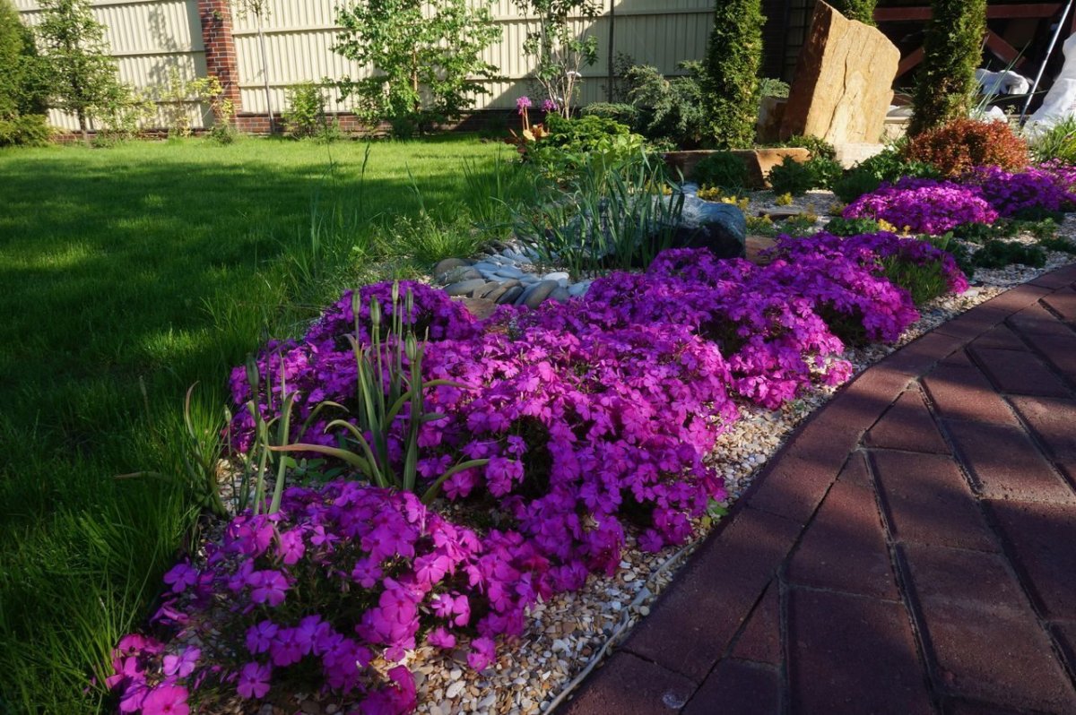 Рабатка из флоксов