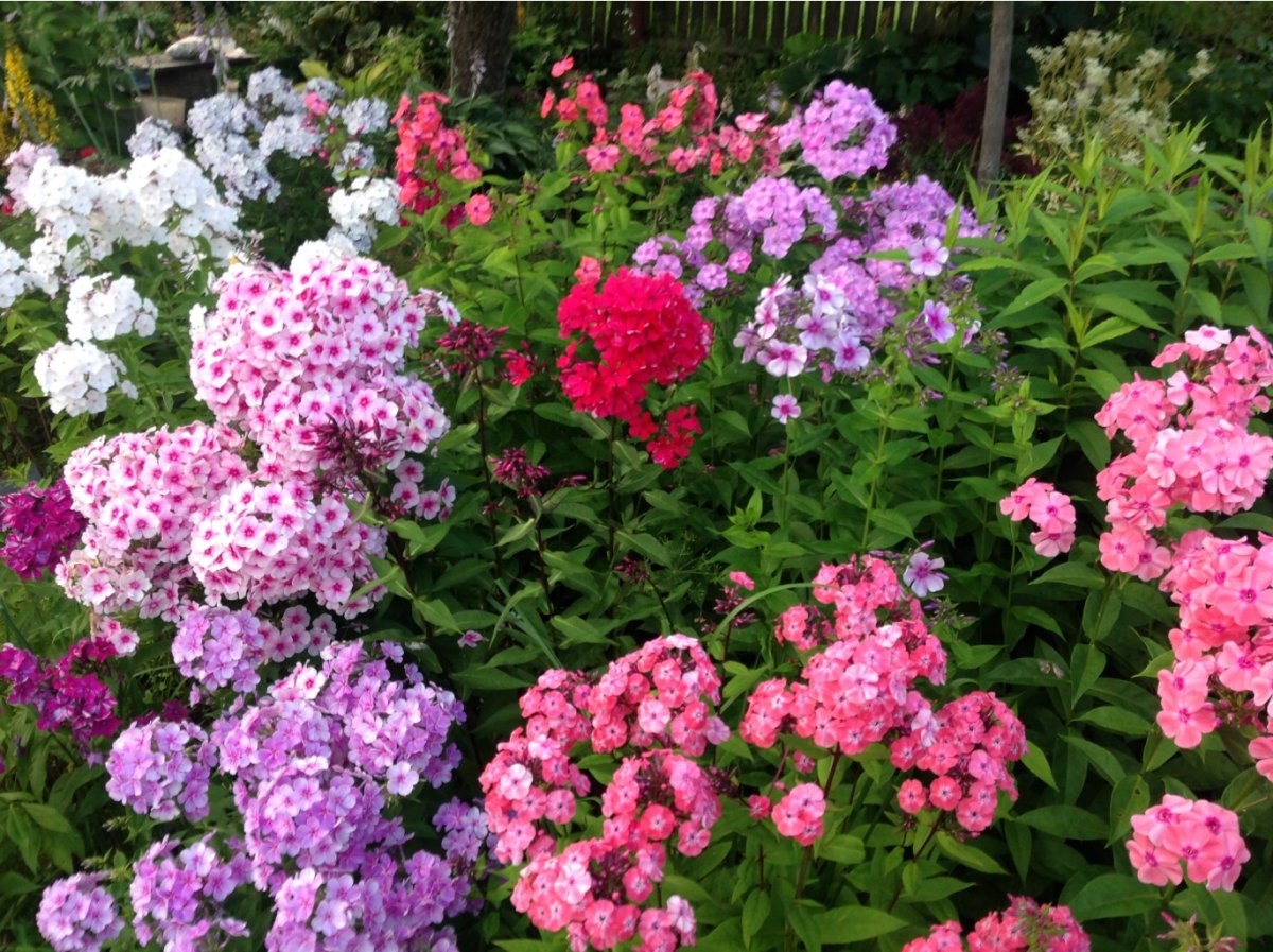 Флокс метельчатый Нью стайл