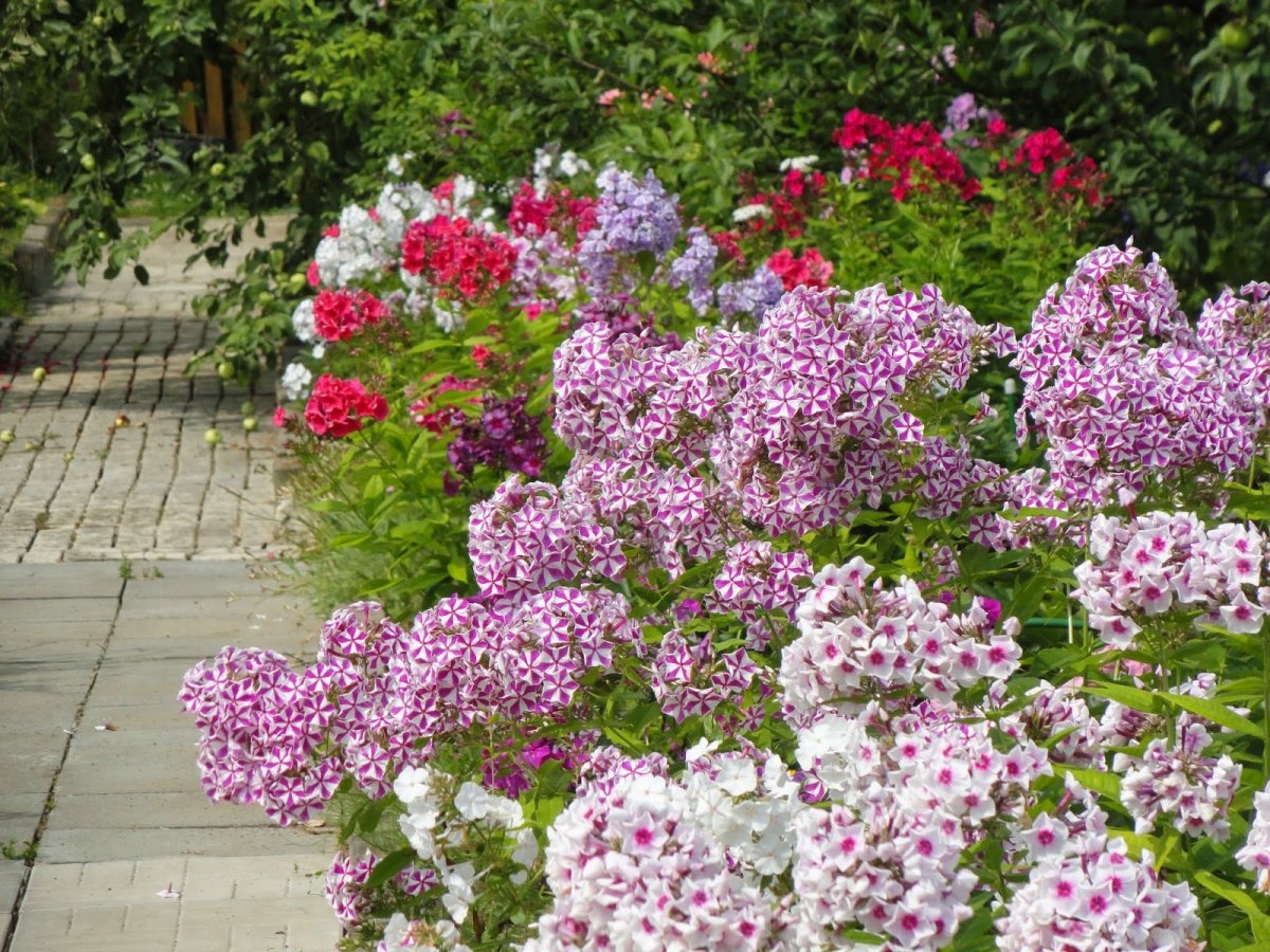 Флокс метельчатый на клумбе