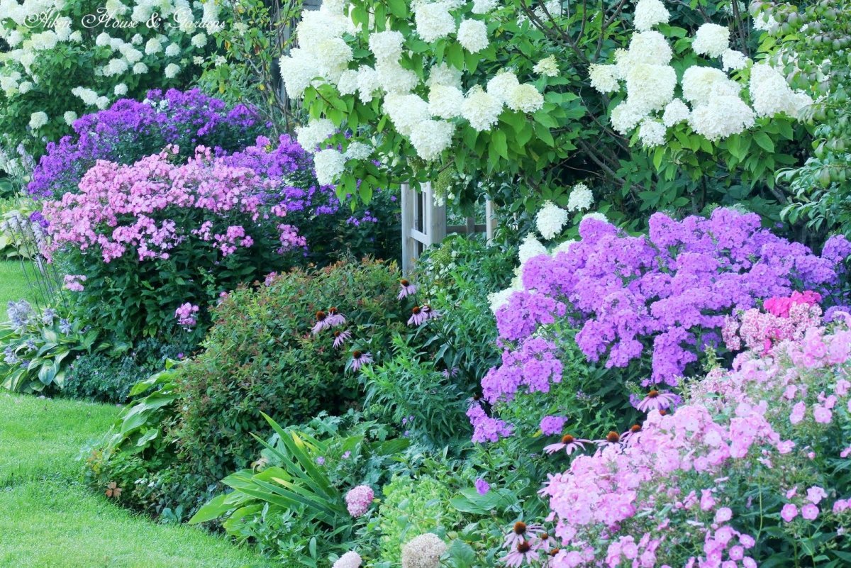 Флокс метельчатый гортензия