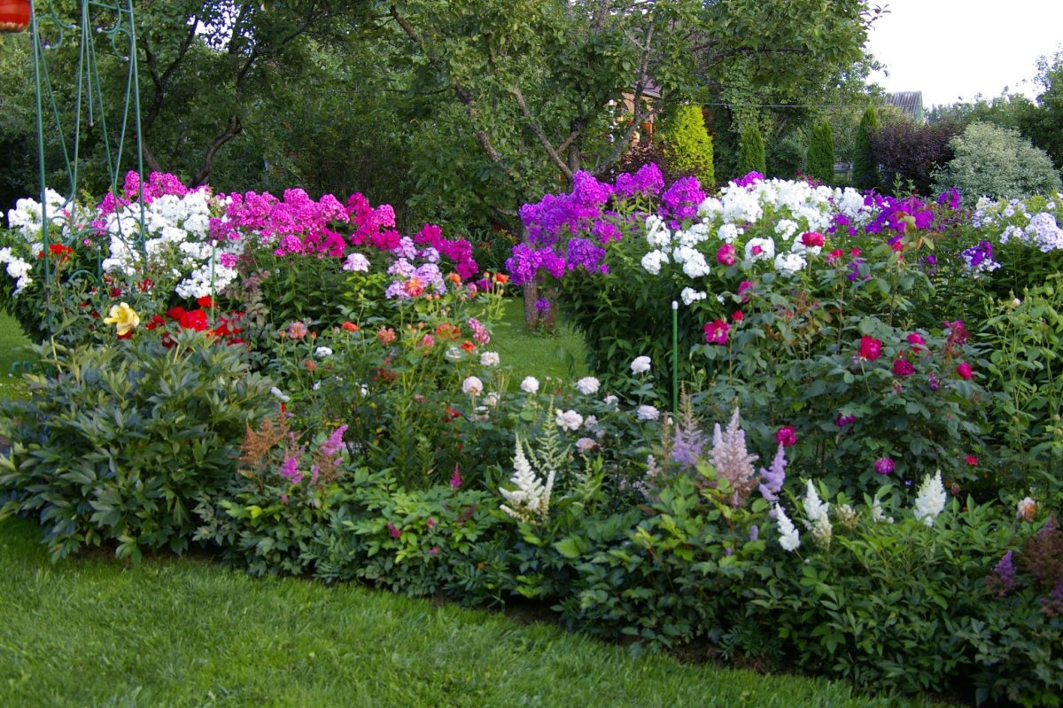 Клумба Флоксы лилейники астильба пион