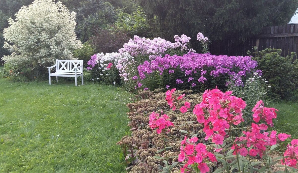 Флокс метельчатый в ландшафте