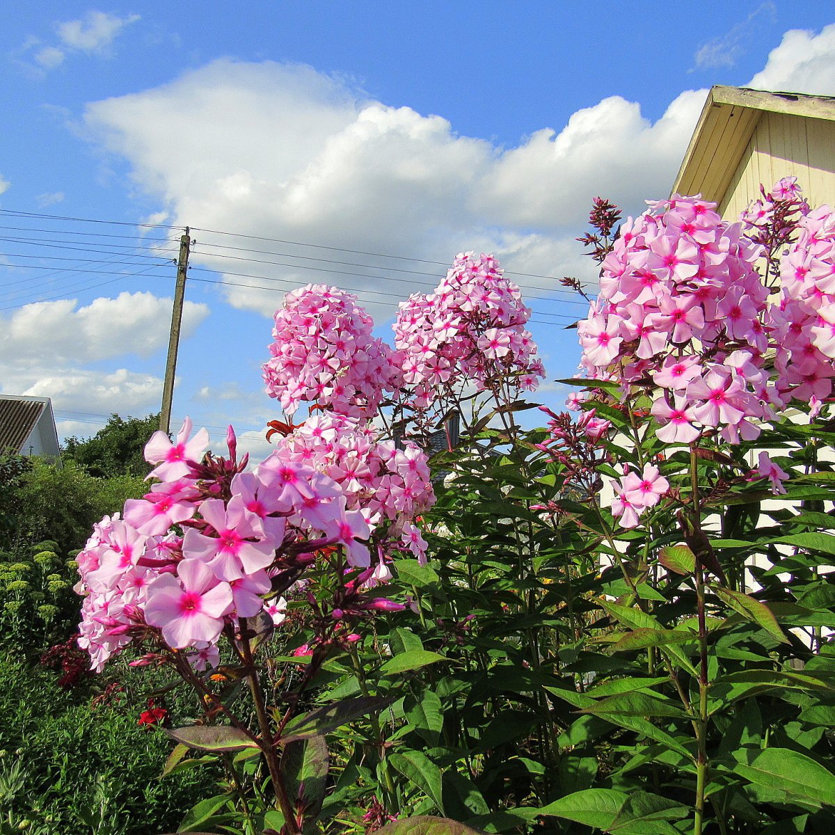 Флокс Флоксана