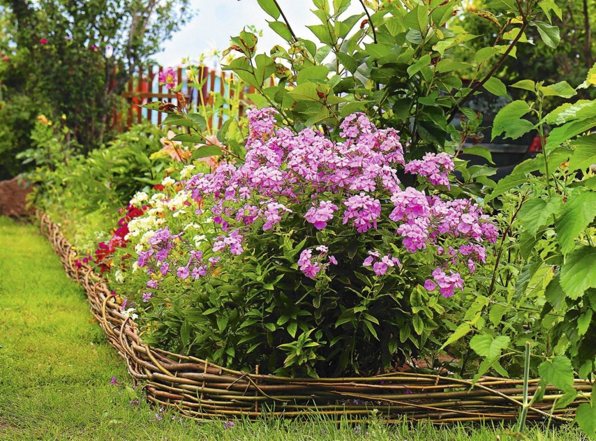 Флоксы цветы