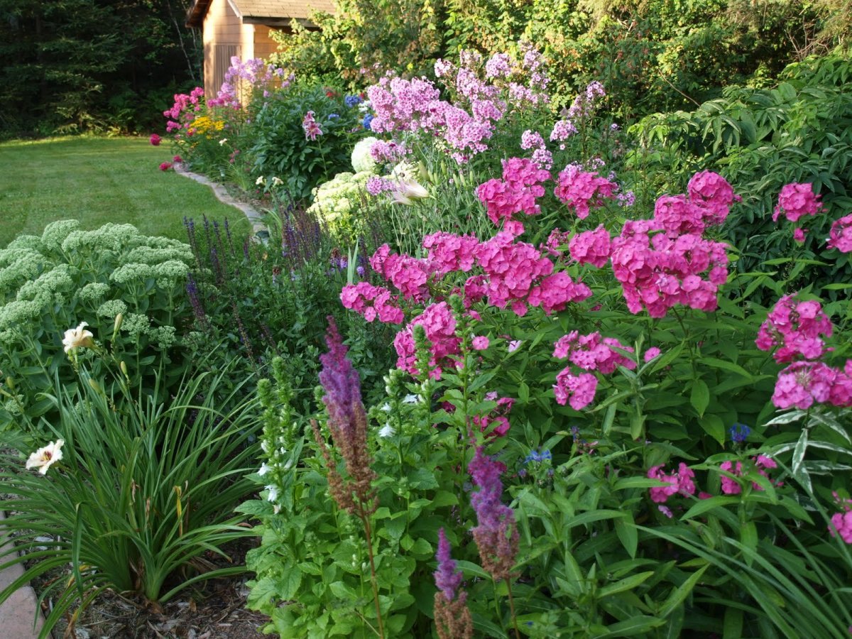 Флоксы с дельфиниумом