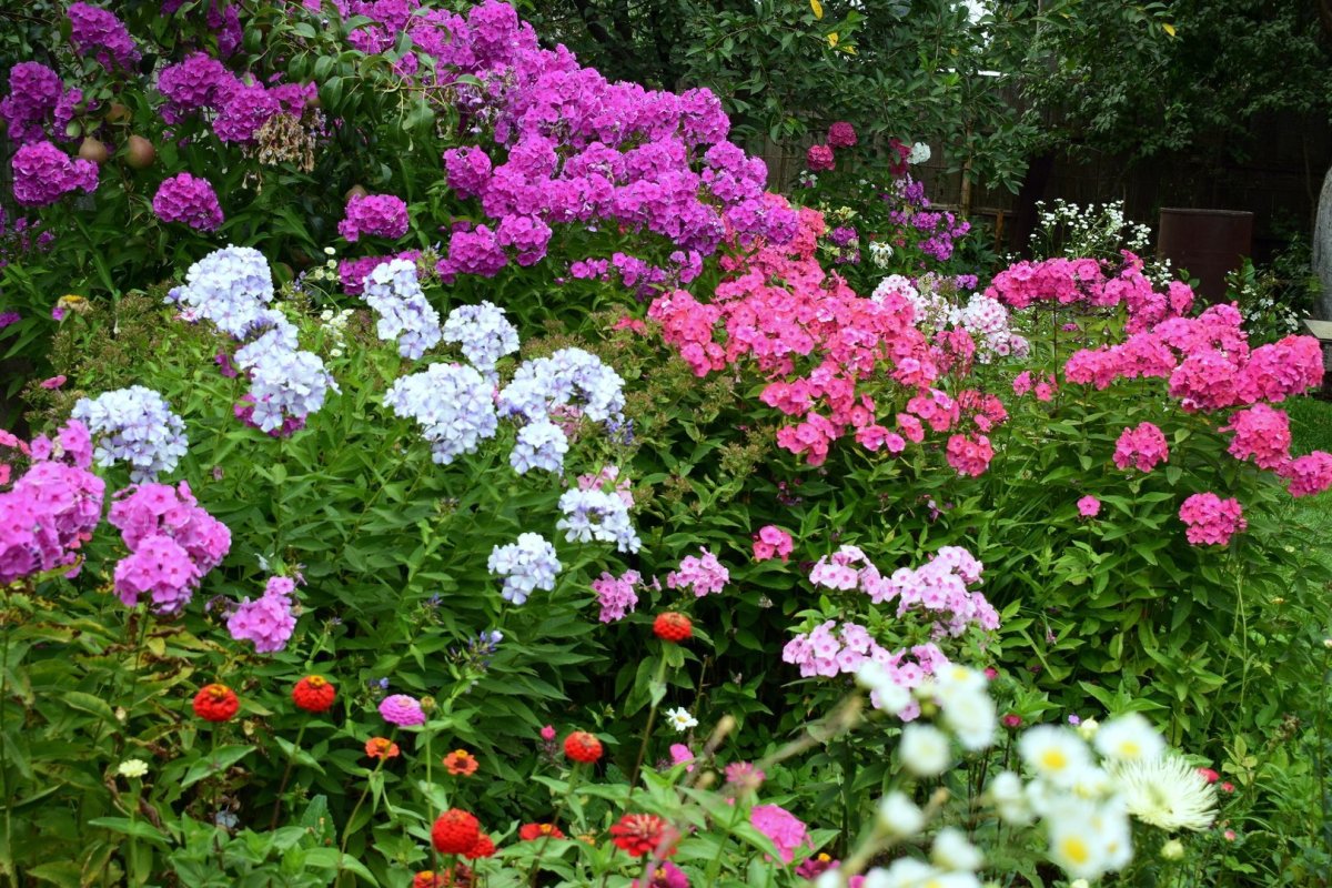 Флокс метельчатый на клумбе