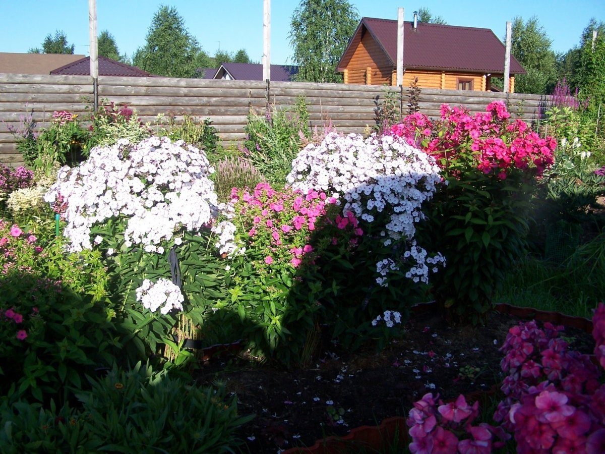 Флокс метельчатый на клумбе