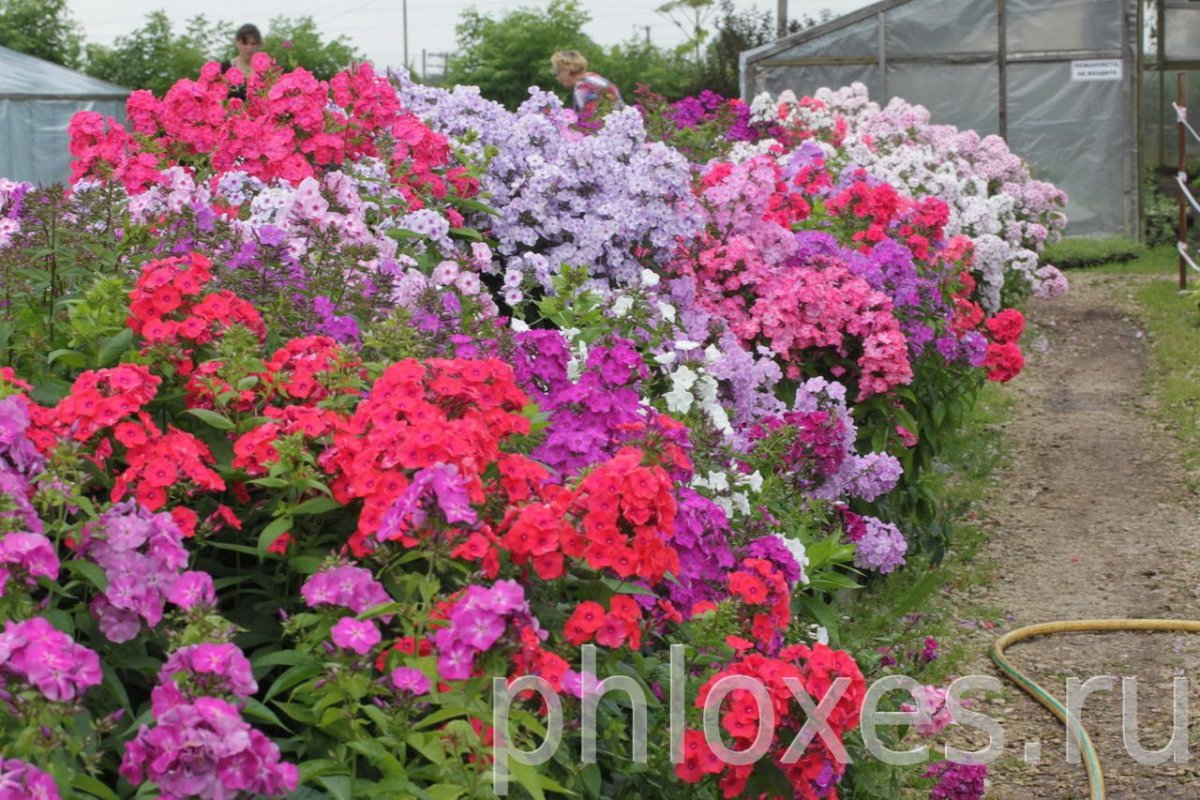 Рабатка с флоксами