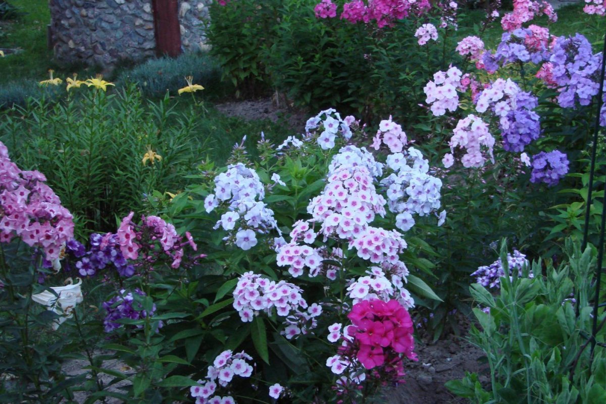 Флоксы и нивяник