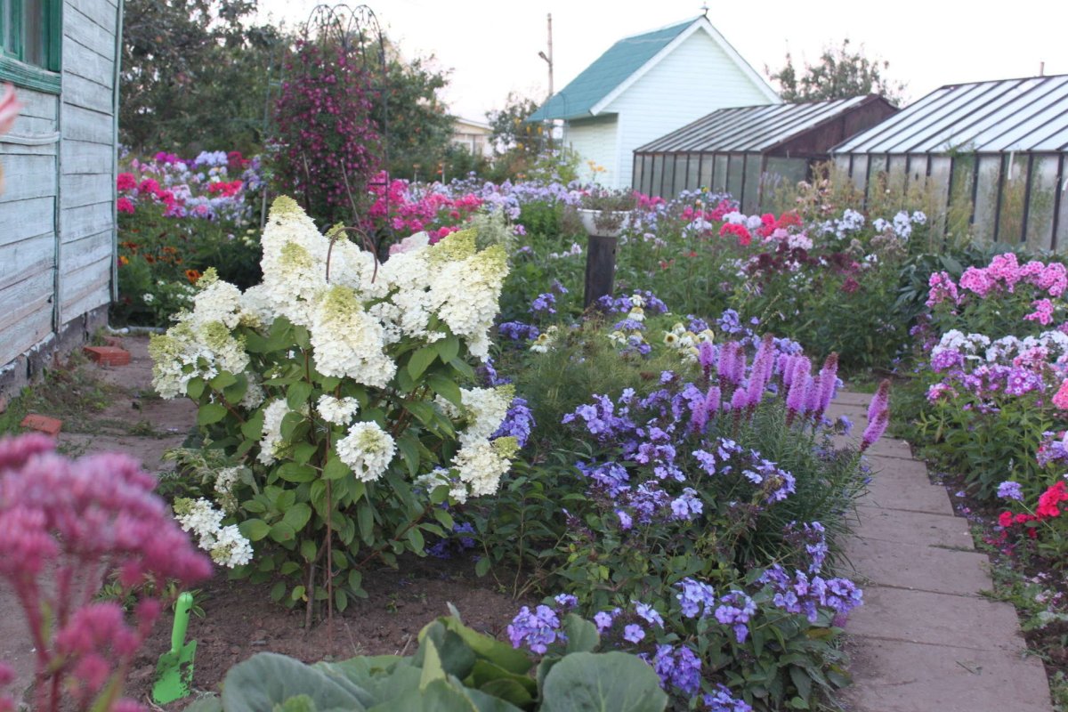 Эустома Флоксы кохия Виола