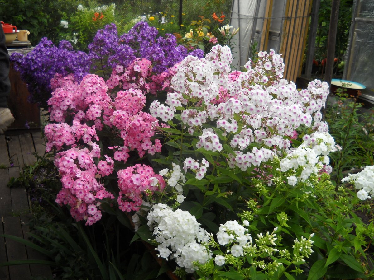 Миксбордер пионы Флоксы лилии