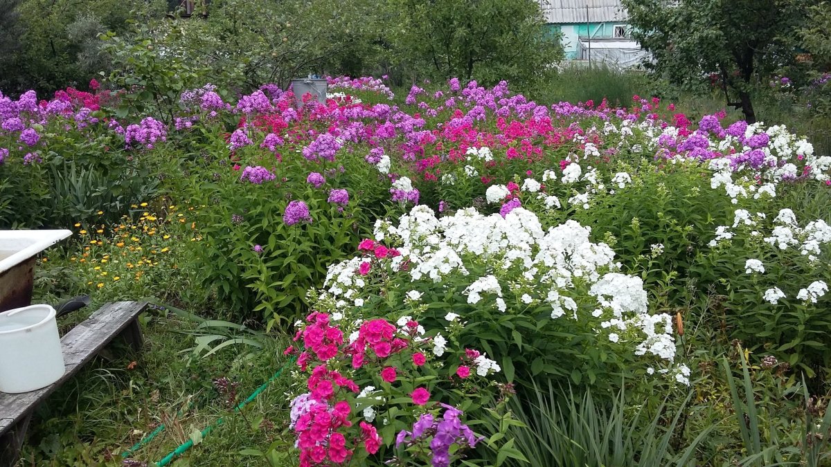 Клумба спирея гортензия Флоксы
