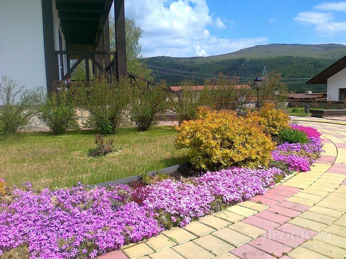 Флоксы и туи