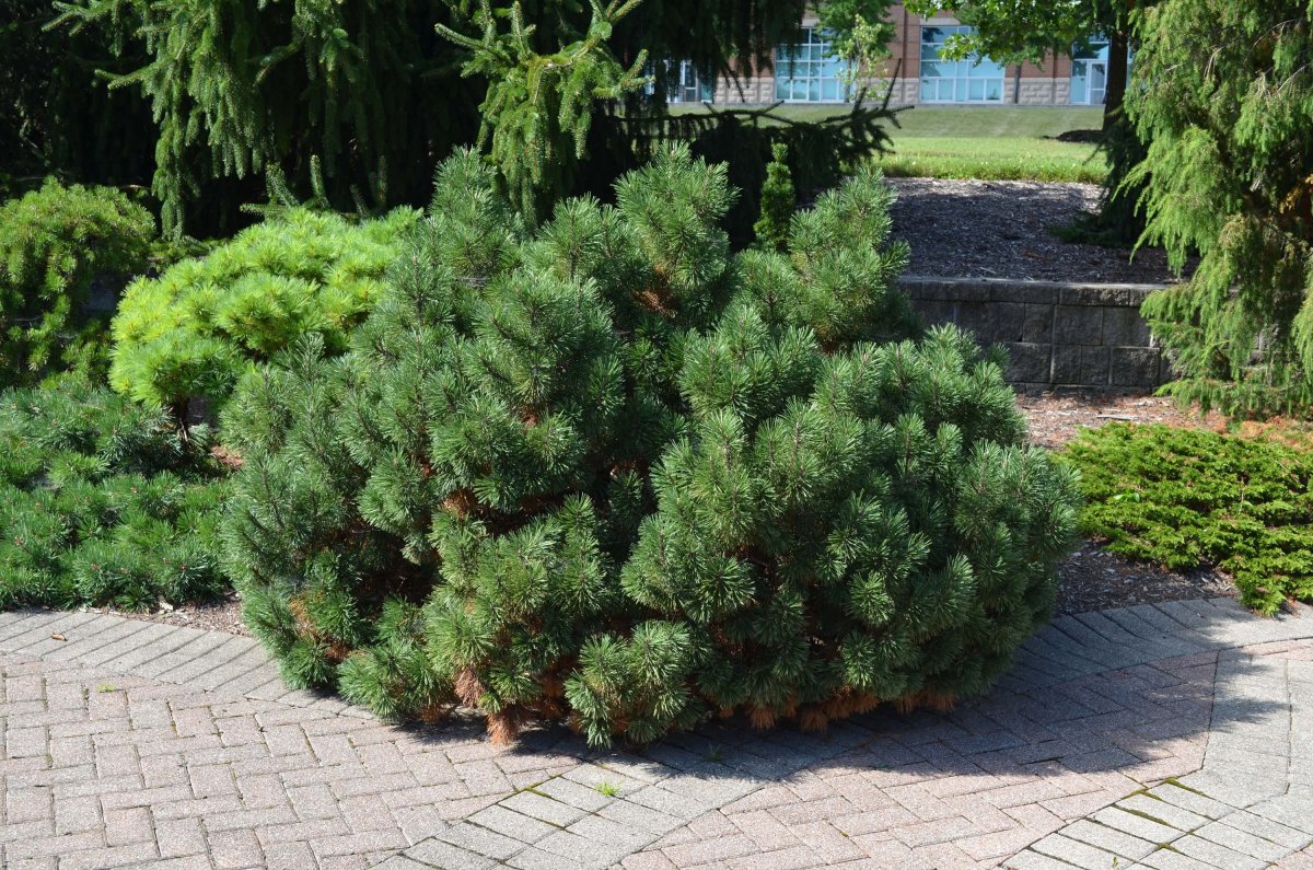 Сосна Горная Мугус