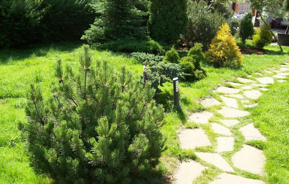 Сосна Горная Мугус в ландшафтном дизайне
