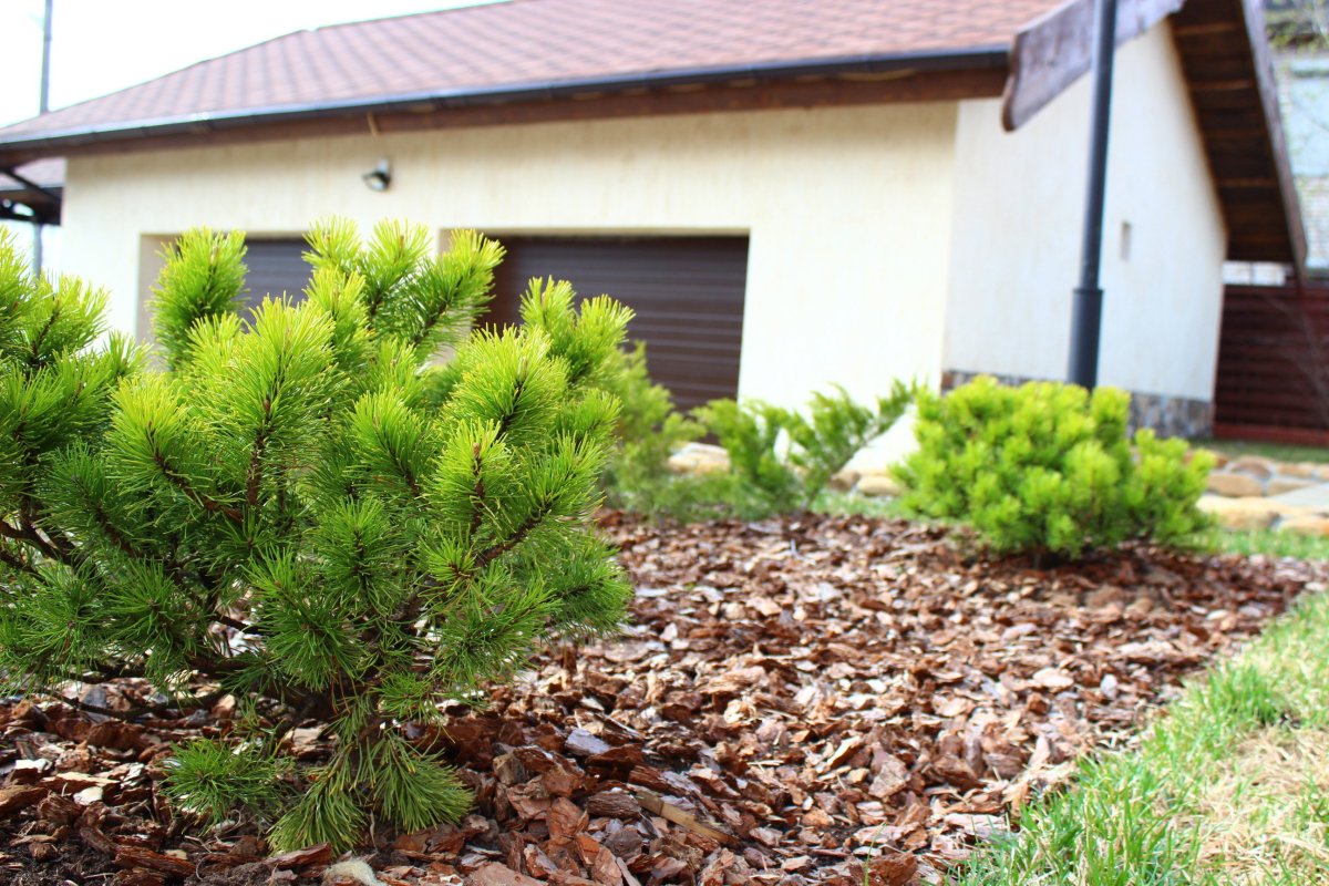 Сосна Горная ф. Мугус