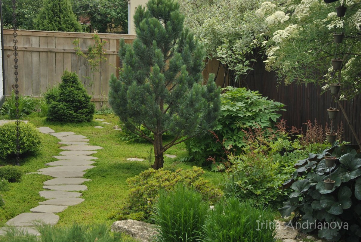 Сосна Горная Мугус в миксбордере