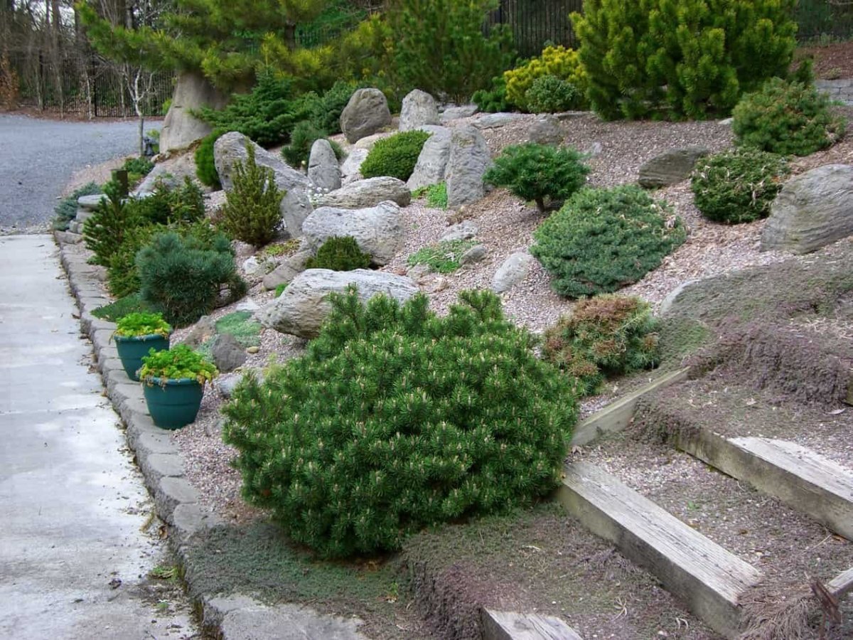 Горка, сосна Горная Мугус