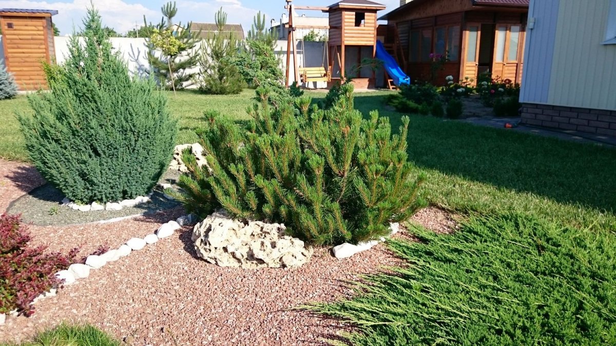 Сосна Горная Мугус в ландшафтном