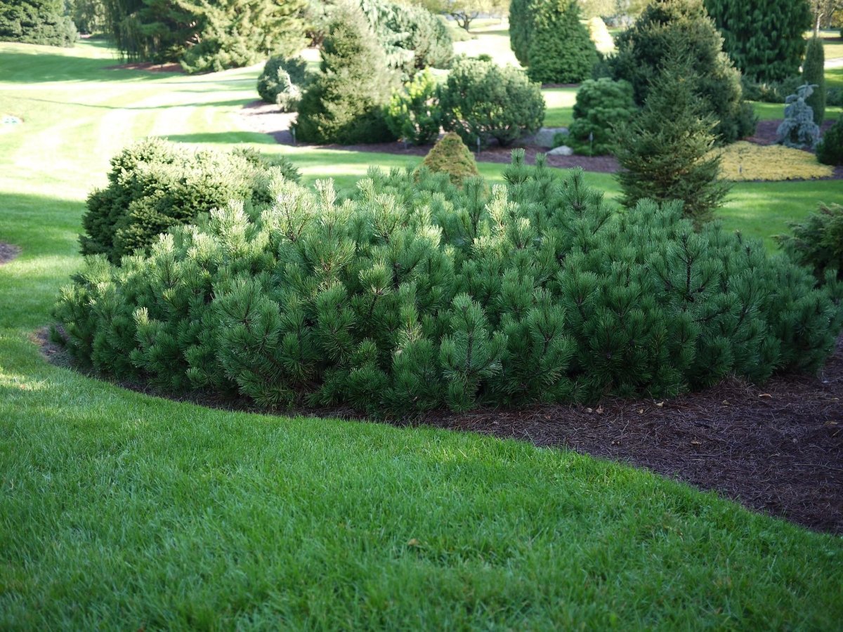 Сома норная Пумилио в ландшафте