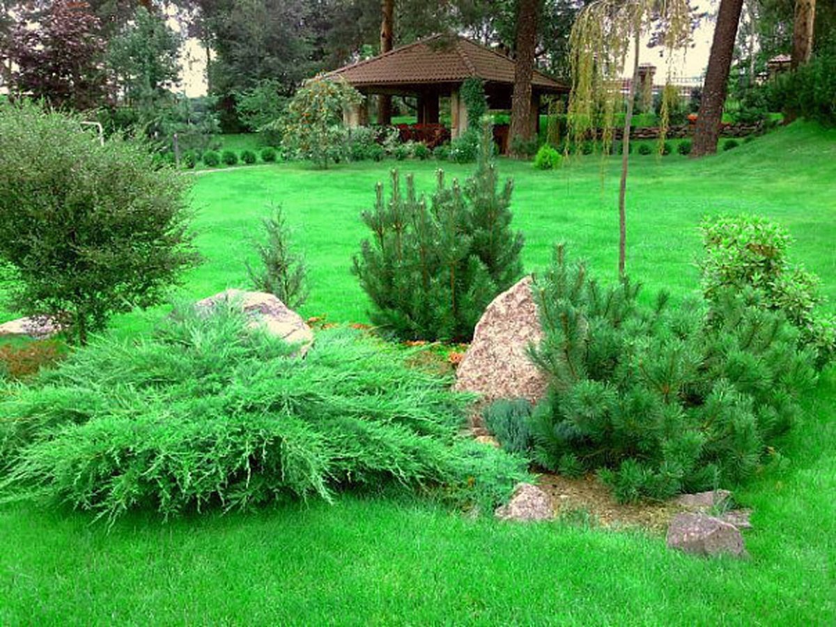 Сосна Пумилио Горная миксбордер