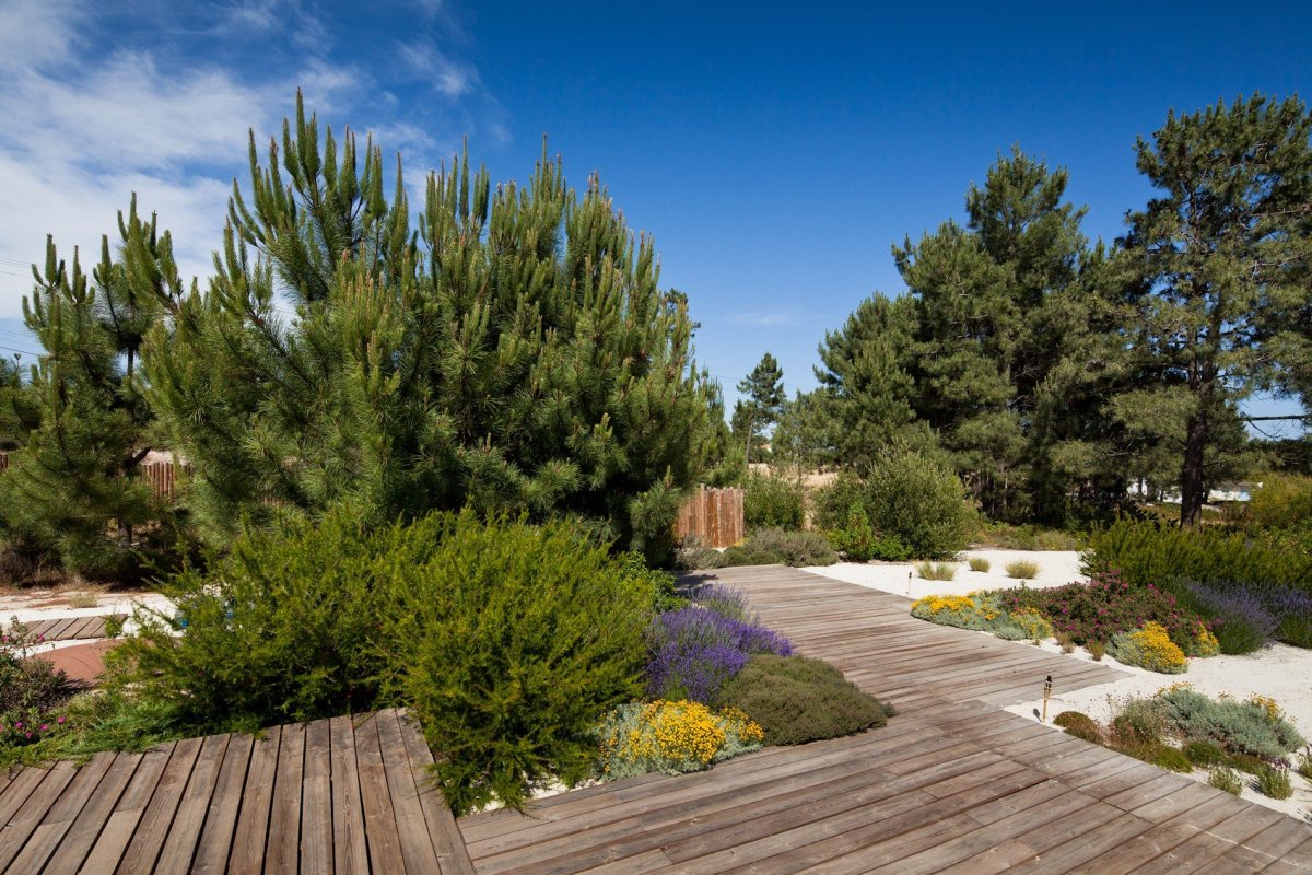 Сосна Ватерери в ландшафтном