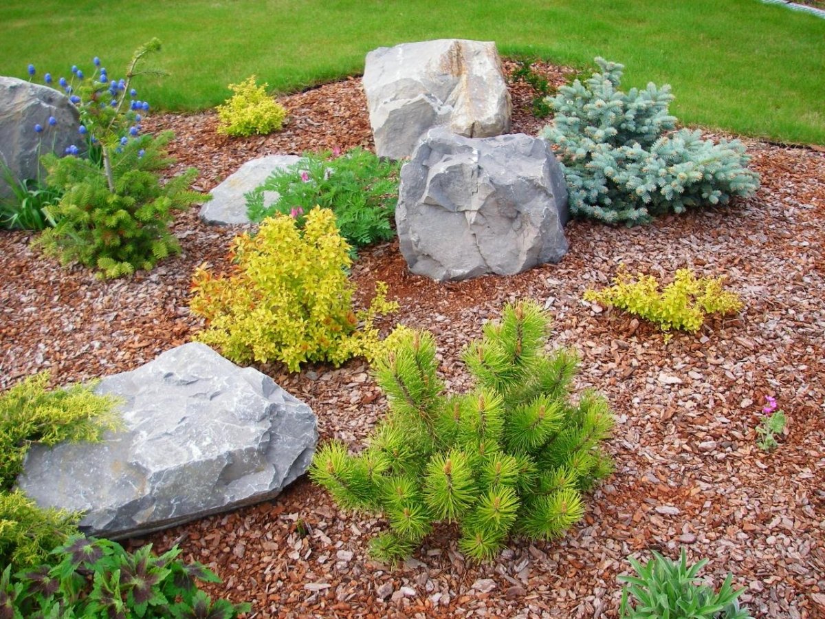 Сосна Горная Пумилио на клумбе