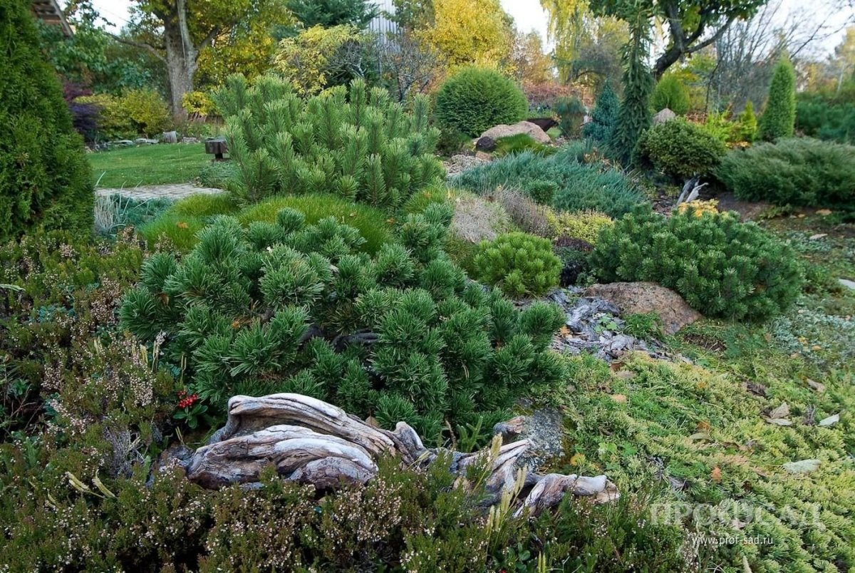 Хвойный сад Константина Коржавина