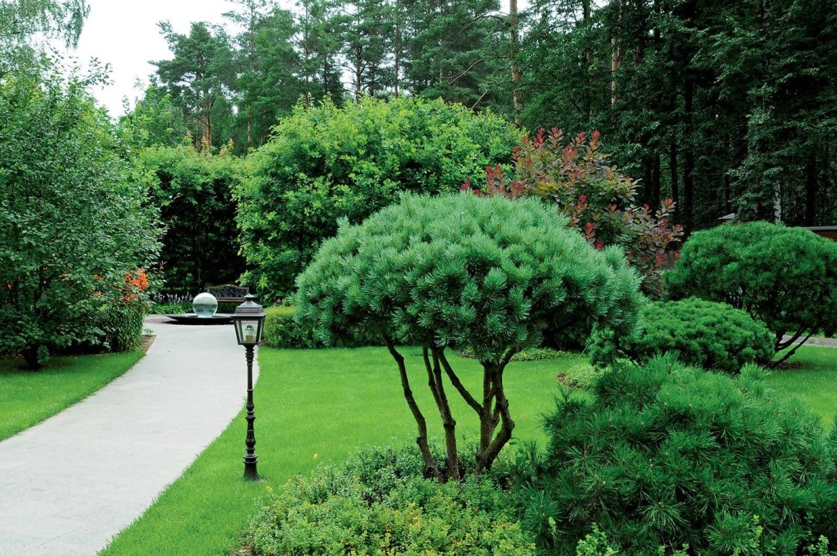 Сосна Ватерери ниваки