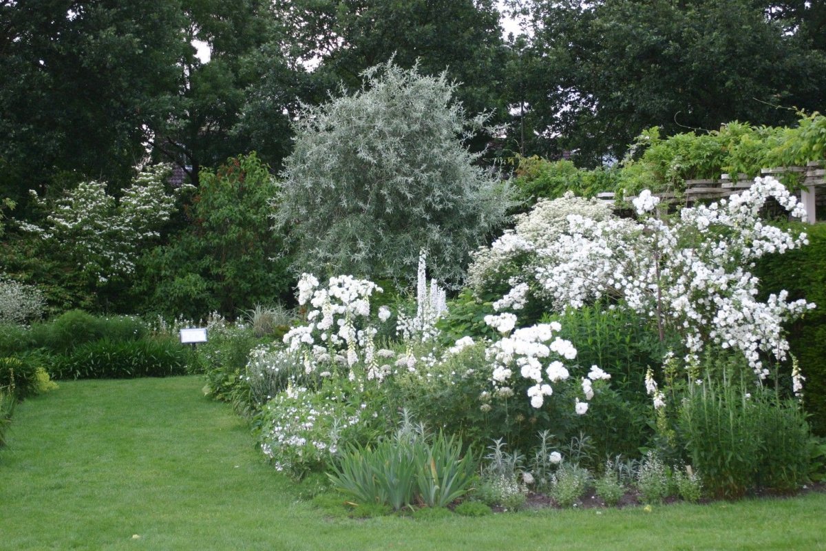 Дерен/ гортензия и спирея