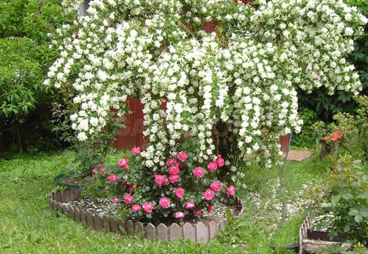 Жасмин на штамбе