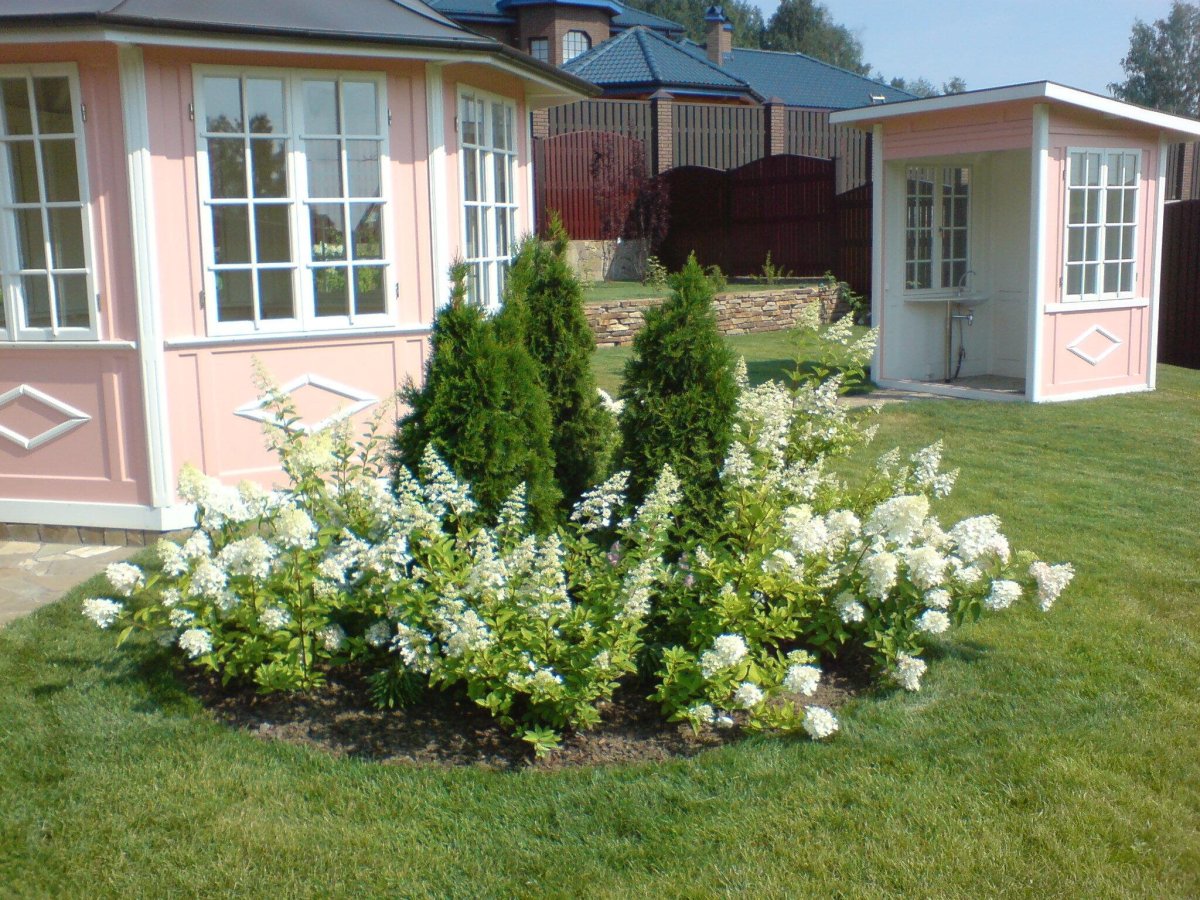 Туя и гортензия со спиреей