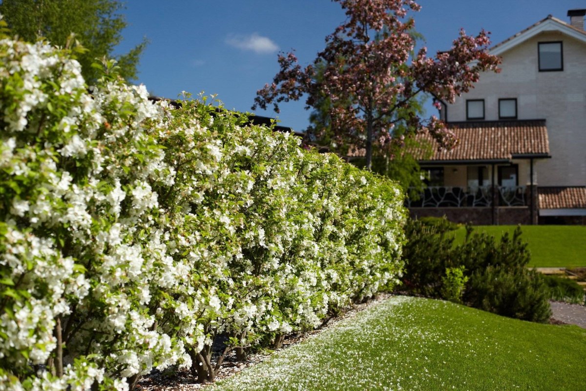 Чубушник обыкновенный в живой изгороди