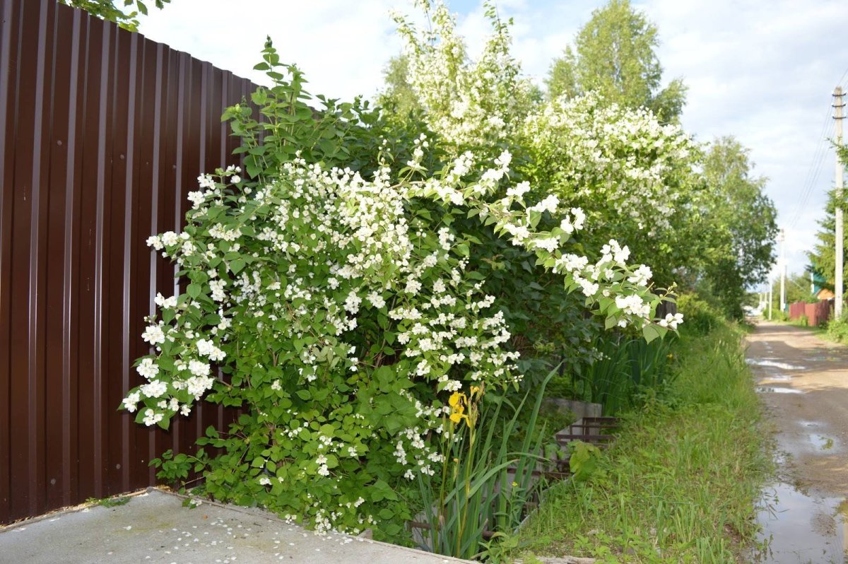 Сирень дерен чубушник