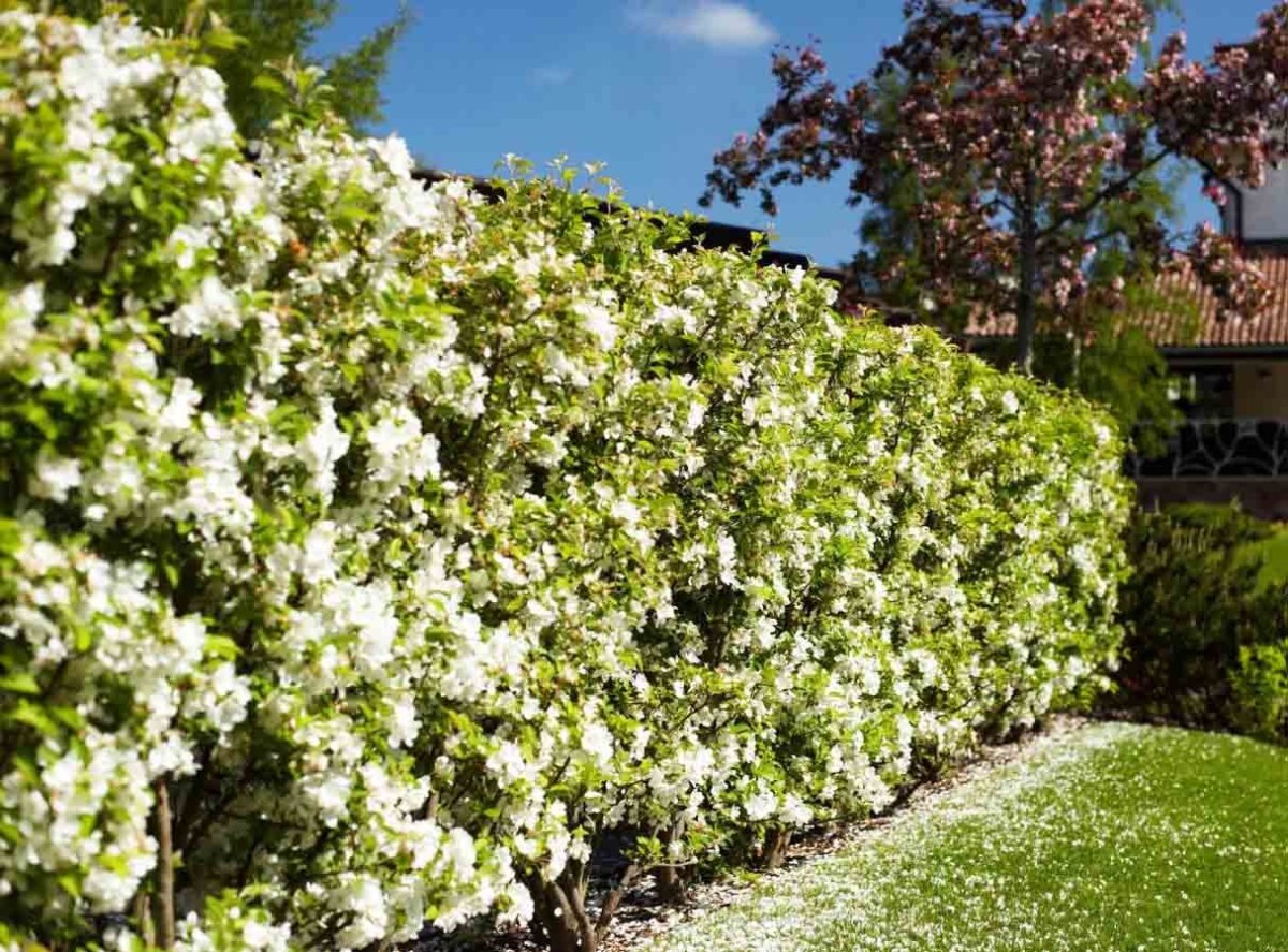 Жасмин чубушник