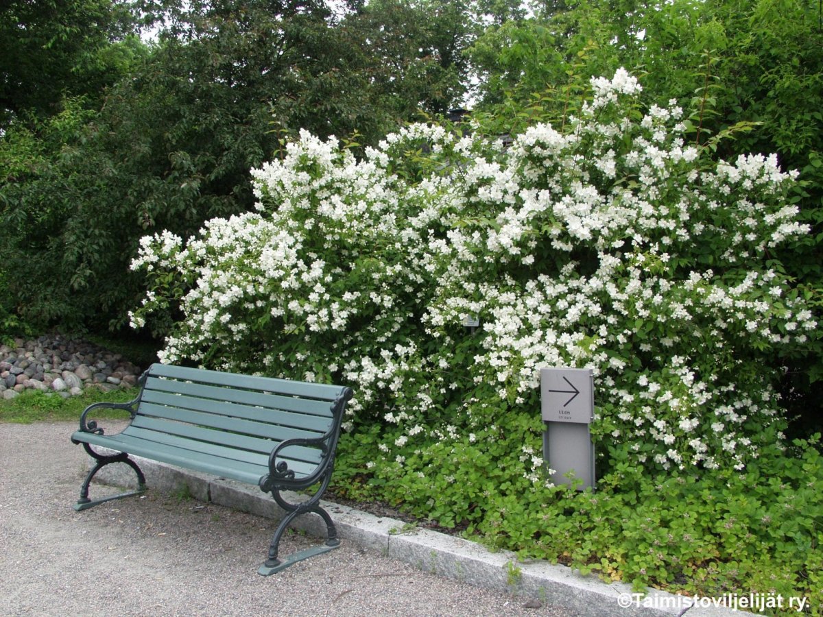 Чубушник Живая изгородь