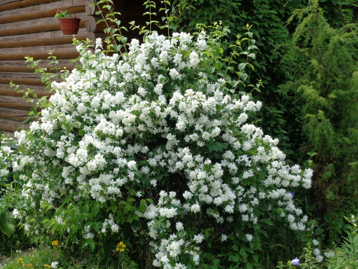 Чубушник венечный Вирджинал