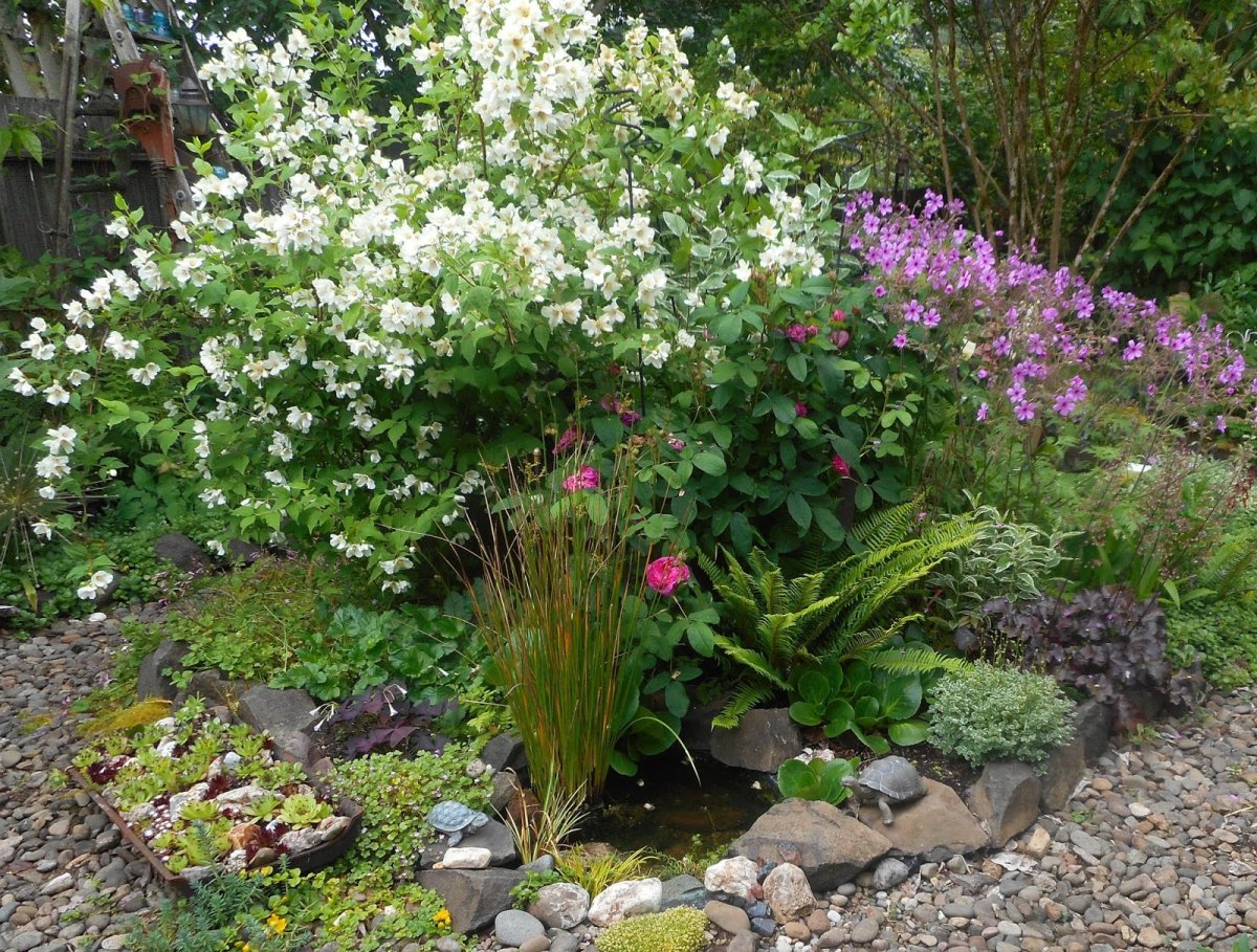 Чубушник гибридный "Belle etoile" ("Бель Этуаль")