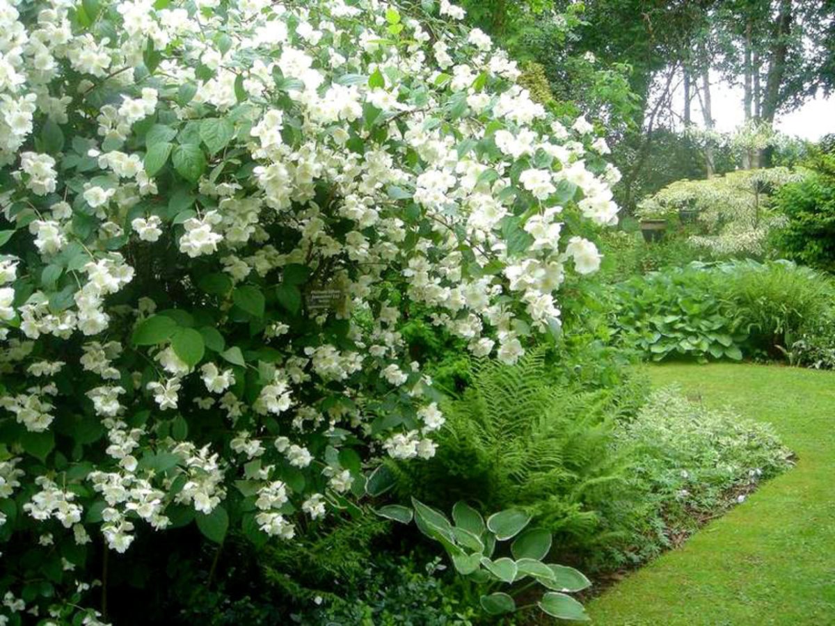 Жасмин садовый Лемуана