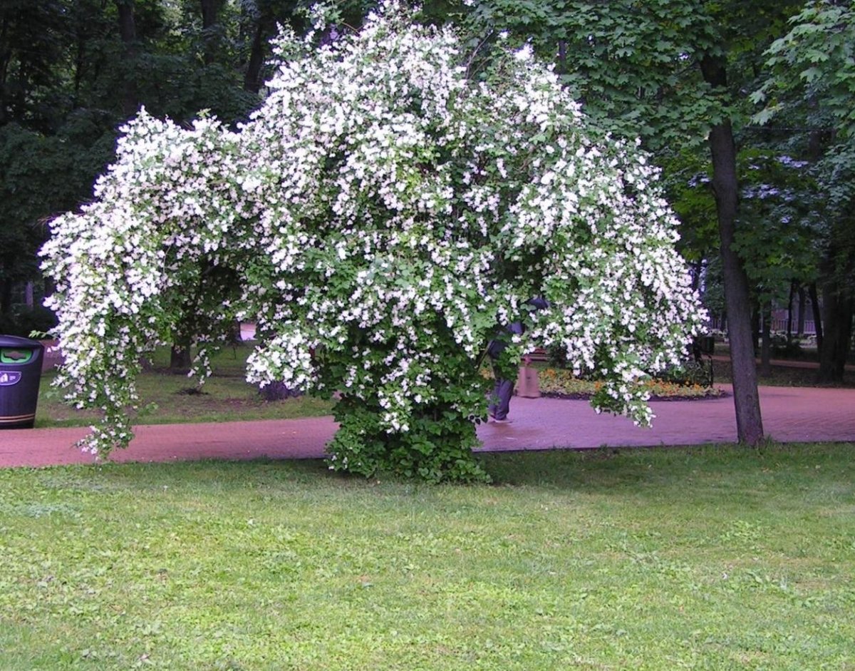 Чубушник венечный Сноубелл