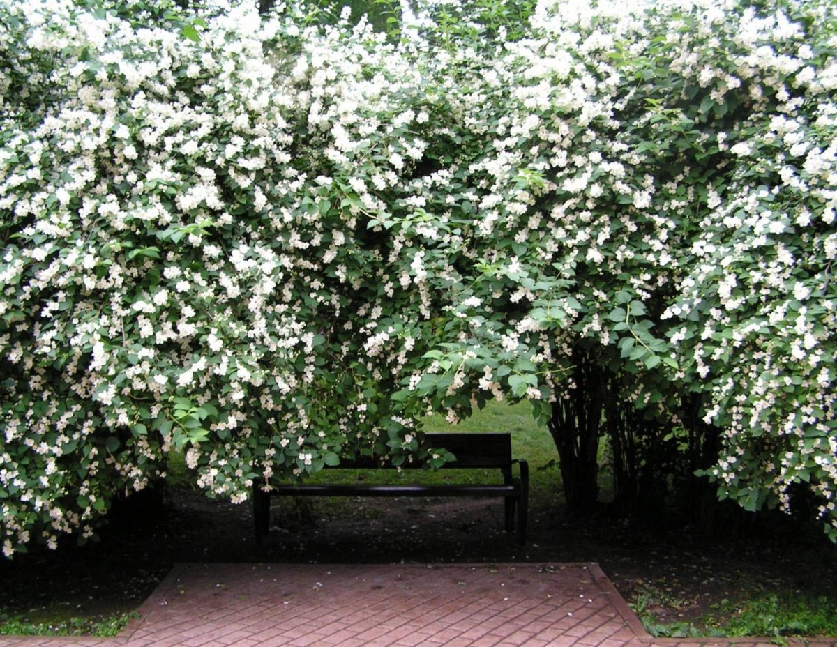 Чубушник изгородь