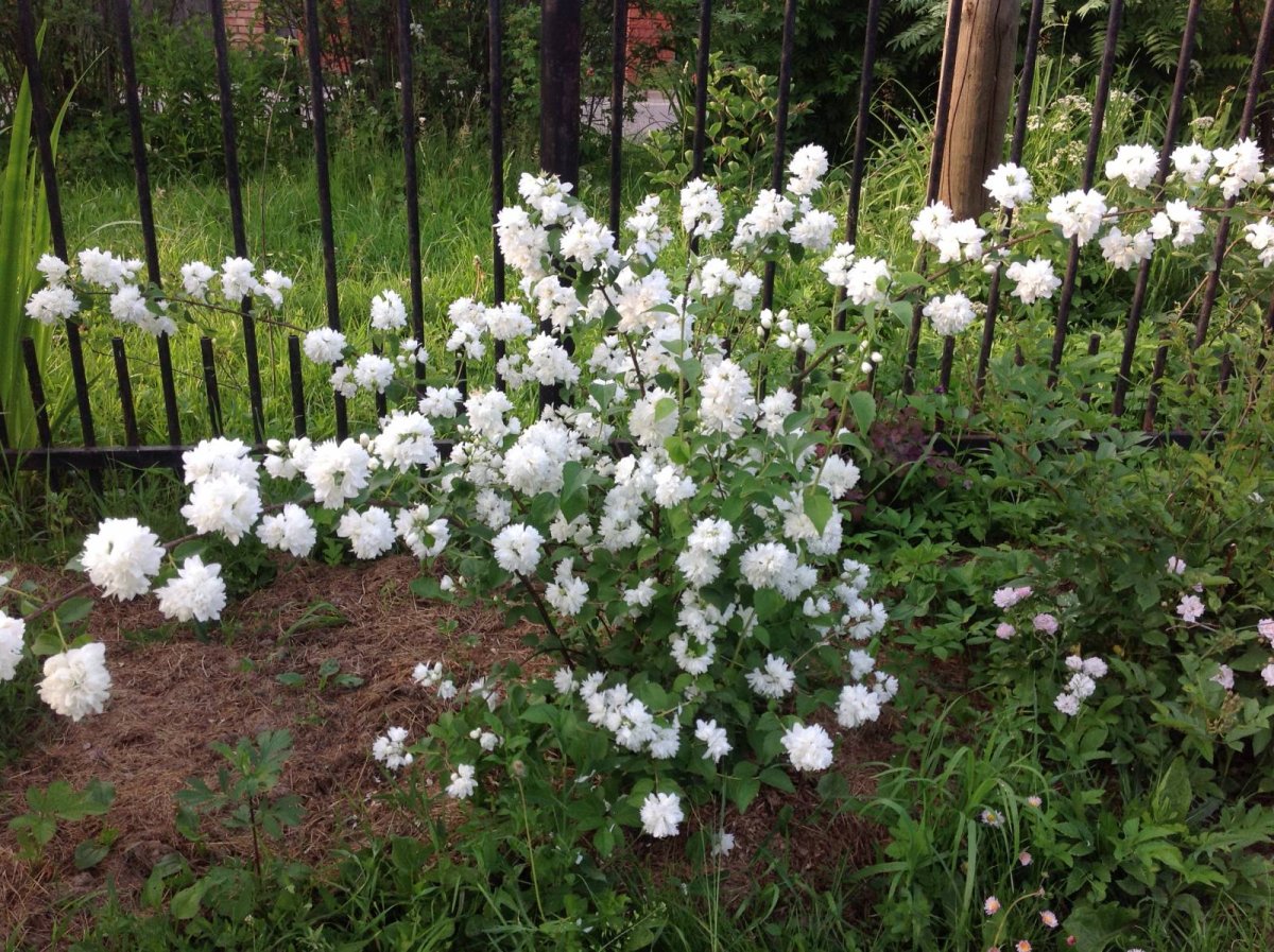 Жасмин на штамбе