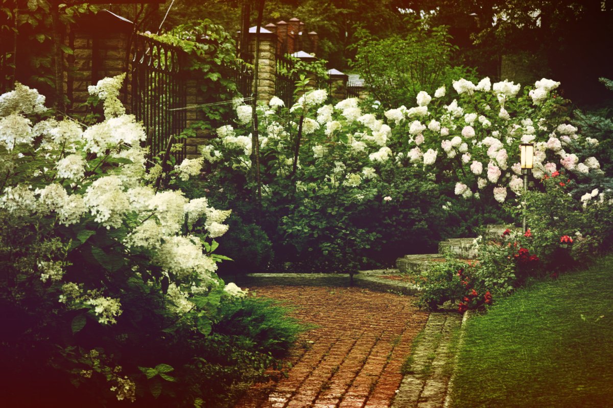 Сирень чубушник гортензия