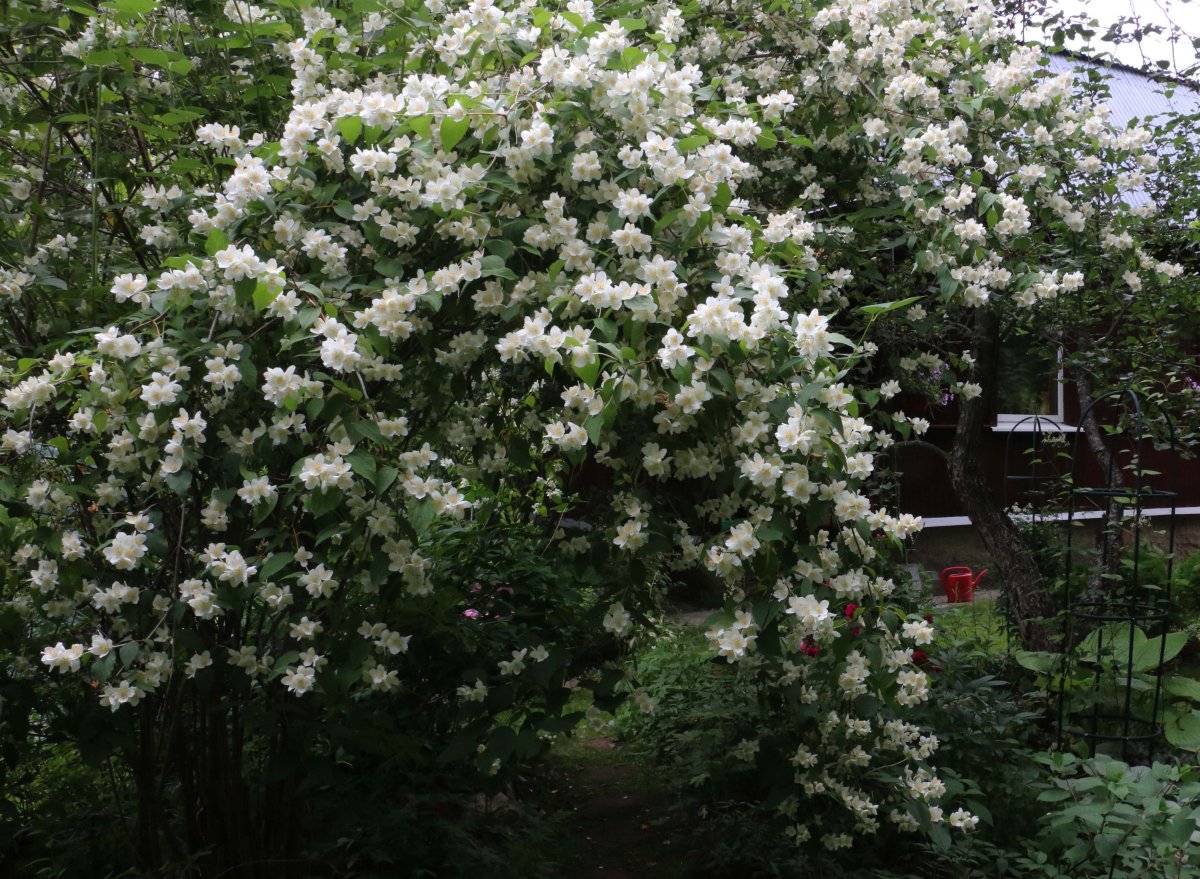 Чубушник метельчатый